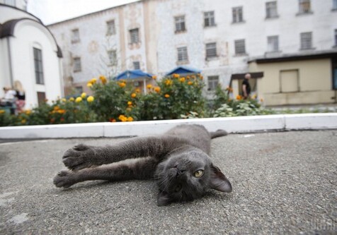 Во Франции ищут «серийного убийцу кошек»: отравлено более 200 животных