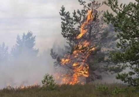 МЭПР: В Баку на территории в 1 га сгорели дотла 57 деревьев
