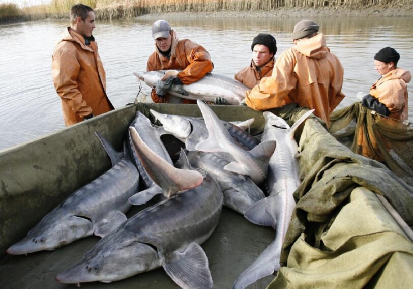 Утверждены «Правила ловли рыб и других водных биоресурсов» - в Азербайджане 