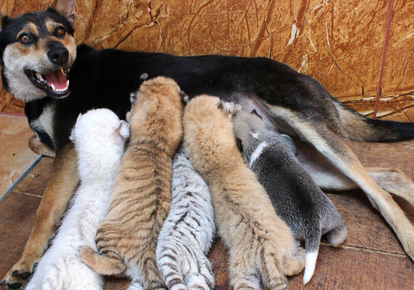 Собака стала кормилицей для четырех тигрят (Фото)