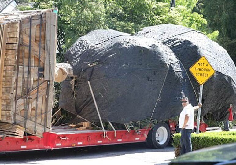 Брэд Питт купил огромное дерево в свой холостяцкий дом (Фото) 
