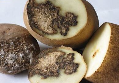 Казахстан вернул более 80 тонн зараженного картофеля в Азербайджан