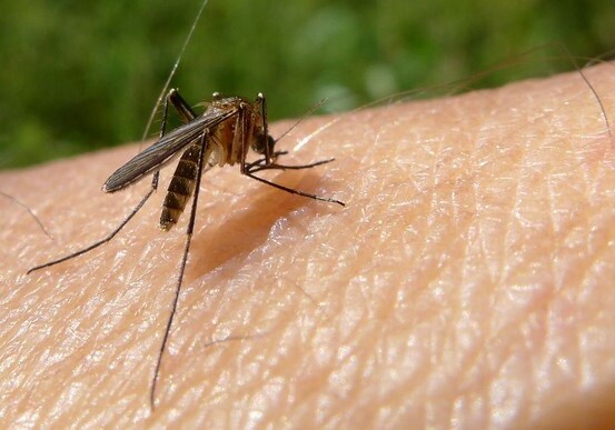 Врачи бьют тревогу: в Баку появились комары-мутанты