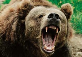 На Аляске 11-летний мальчик спас взрослых от напавшего медведя
