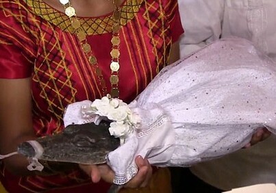 Мэр мексиканского города женился на крокодиле (Видео)