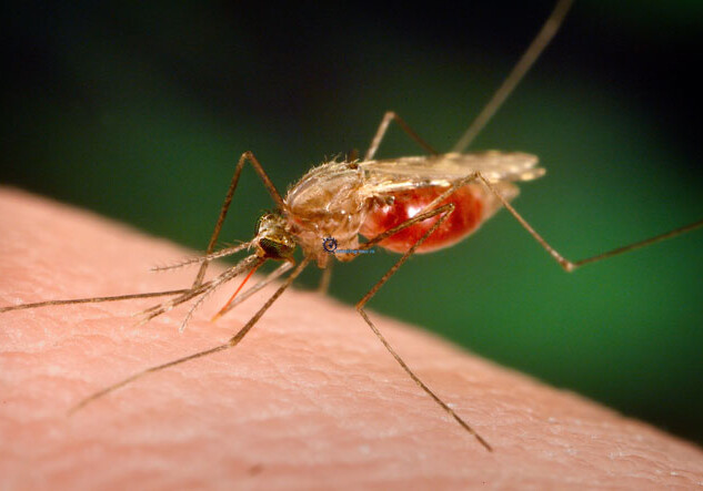 Минздрав Азербайджана установит контроль над лицами, посещающими эндемичные по малярии страны