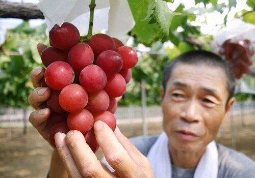 В Японии гроздь винограда продали на аукционе за $11 тысяч