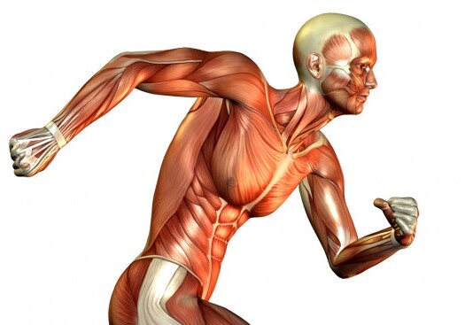 Топ-15 интересных фактов о мышцах