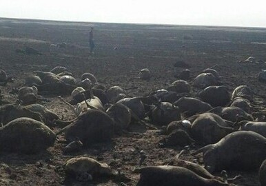 Молния стала причиной гибели чабана и 1500 овец в Казахстане