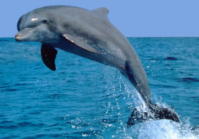 Топ-10 интересных фактов о дельфинах и китах