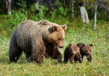 В Губе медведи напали на пасеку