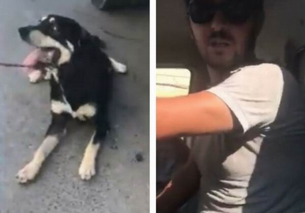 Наказаны живодеры, тащившие собаку волоком за машиной в Баку (Видео)
