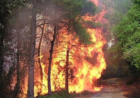 В Гирканском национальном парке произошел пожар (Обновлено)