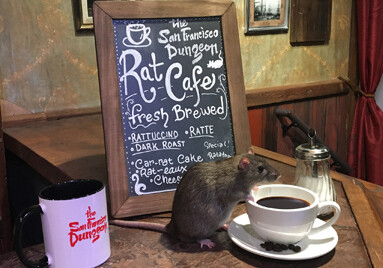 В Сан-Франциско открылось кафе, где можно поесть с крысами