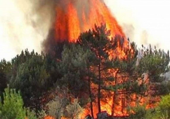 Шахдагский национальный парк охватил пожар
