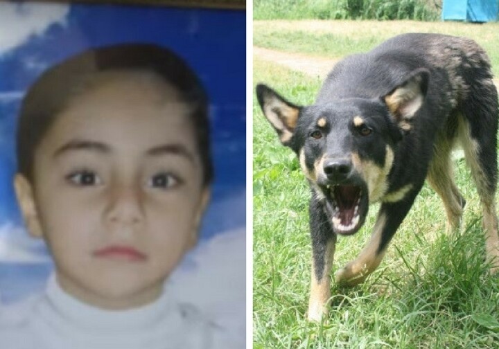 В Сумгайыте девочка умерла от укуса собаки. Как же решить проблему бездомных животных?