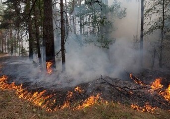 В Азербайджане вспыхнул лесной пожар
