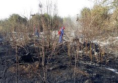 МЭПР: Пожар в Огузском лесу полностью потушен