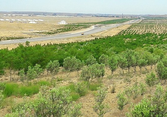 Вдоль дороги Баку-Шамахы будут разбиты фруктовые сады (Фото)