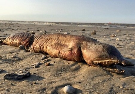 На техасском пляже после урагана обнаружили загадочное существо (Фото)