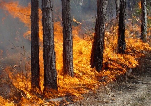 В Исмаиллинском районе пожар охватил лес