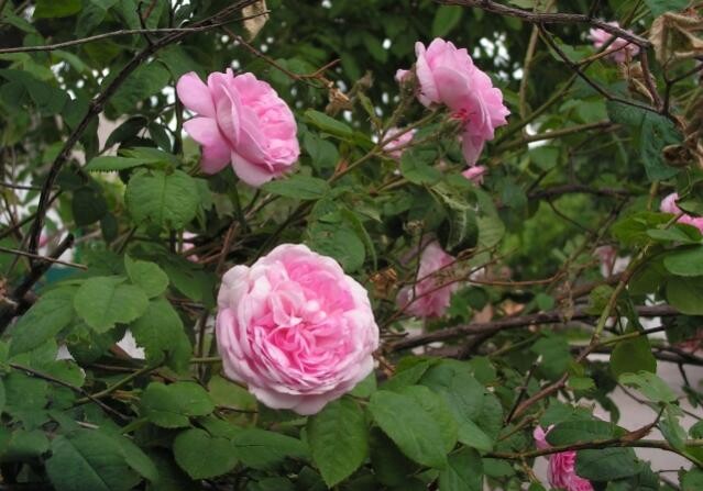 Выращенная роза нового сорта названа в честь Лютфи Заде