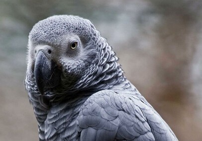 В Великобритании попугай сделал покупку в интернет-магазине, скопировав голос хозяйки