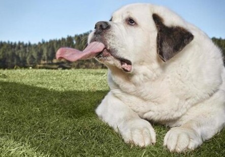Мочи из США — обладательница самого длинного языка среди собак (Фото -Видео)