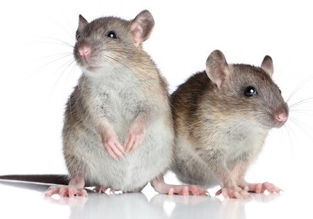 Биологи вырастили человеческий кишечник в крысах