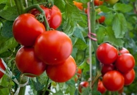 Стали известны причины запрета на ввоз в Россию 33 тонн помидоров из Азербайджана
