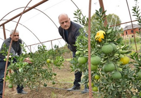 Азербайджанские садоводы вырастили новый фрукт