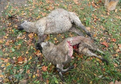 В двух селах Шекинского района волки загрызли 18 овец