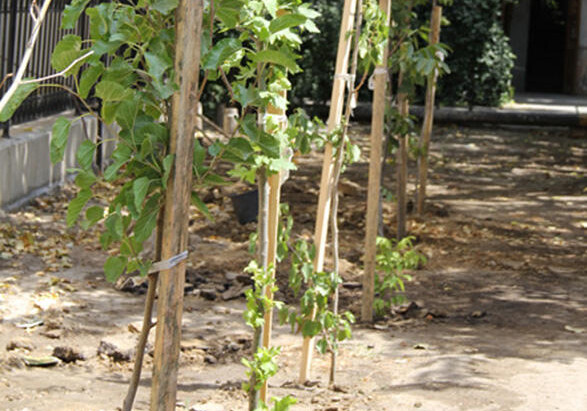 Еще в двух районах Азербайджана разбиты фруктовые сады для малообеспеченных семей