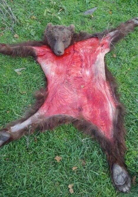 В ходе рейда в Губе обнаружена туша незаконно убитого бурого медведя (Фото)