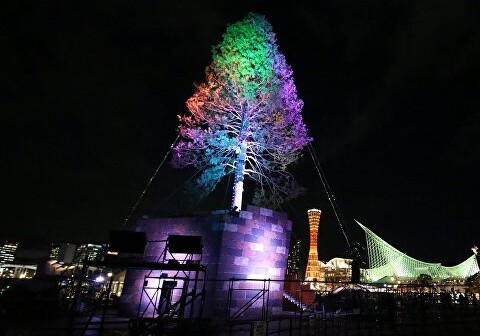 Самую высокую в мире рождественскую елку зажгли в Японии