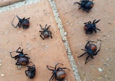В Австралии выпал «дождь» из ядовитых пауков