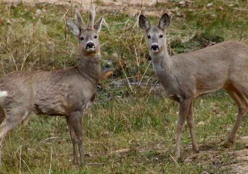 В Шеки выявлены факты браконьерской охоты на косуль