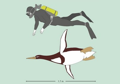Ученые обнаружили гигантского доисторического пингвина в Новой Зеландии
