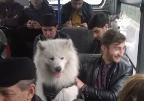 В Баку собаки проехались в автобусе и остались довольны (Фото–Видео)