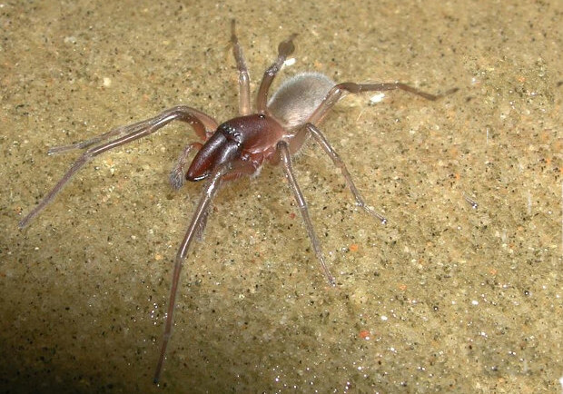 Новый вид морских пауков назвали в честь Боба Марли