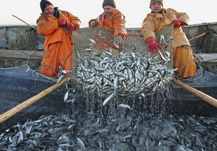 Утверждены квоты на вылов рыбы - в Азербайджане