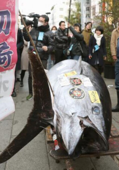 Голубой тунец продан на аукционе в Токио за $323 тысячи
