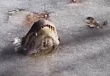 Из-за аномальных холодов в США аллигаторы вмерзли в лед (Видео)