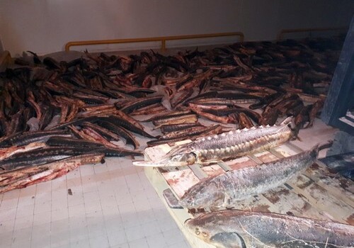 Пресечен незаконный ввоз в Азербайджан осетровых рыб (Фото)