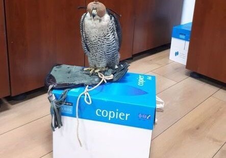 Гражданин Катара пытался вывезти из Азербайджана редкую птицу (Фото)