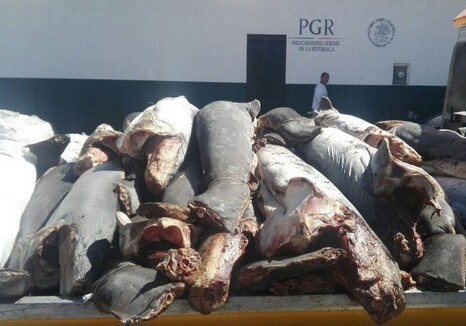 Триста мертвых акул нашли на шоссе в Мексике (Фото)
