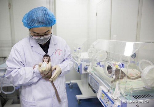 Китайцы впервые клонировали обезьян, как овечку Долли (Фото)