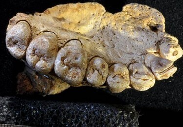 Ученые признали фрагмент челюсти человека в Израиле самой древней находкой