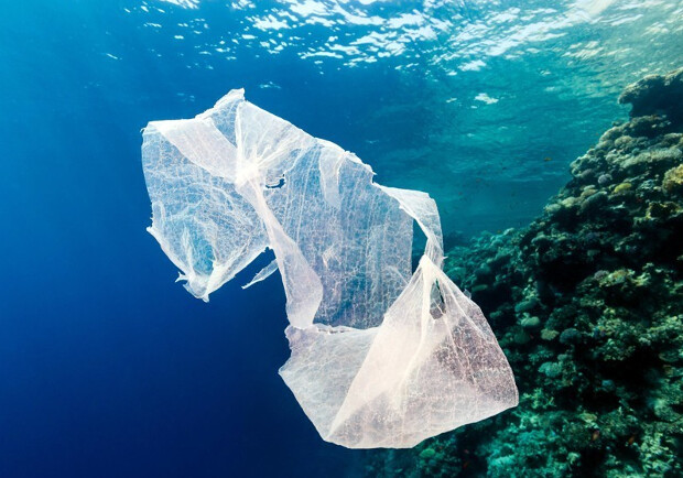 Пластиковый мусор в 20 раз увеличил риск кораллов заболеть