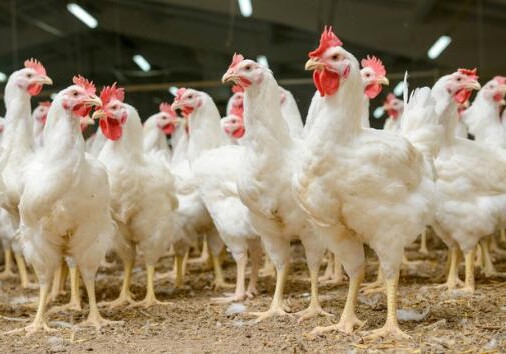 Азербайджан запретил импорт куриного мяса из ряда стран из-за вспышки «птичьего гриппа»